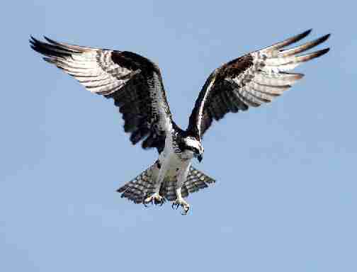 Imaxe da aguia peixeira