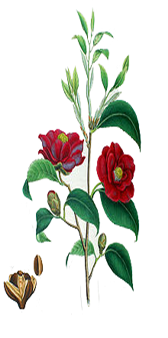 imaxe de Camellia japonica