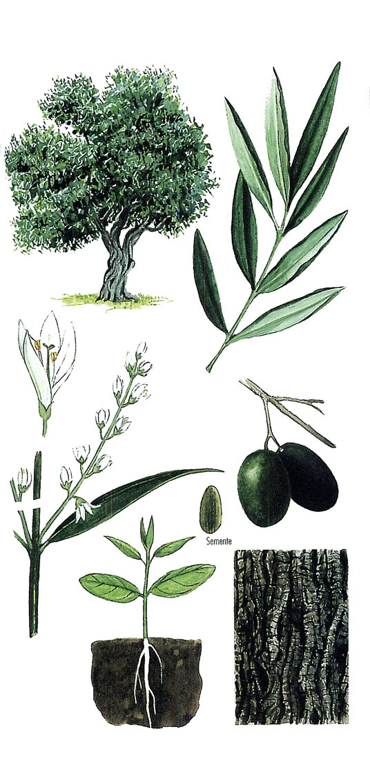 imaxe de Olea europaea