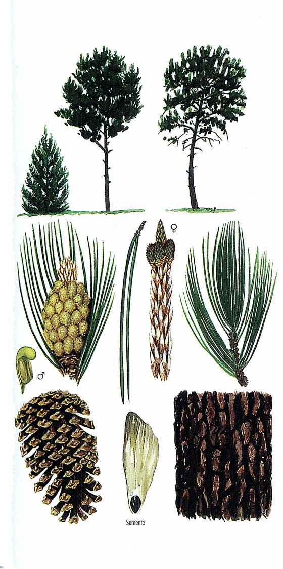 imaxe de Pinus pinaster