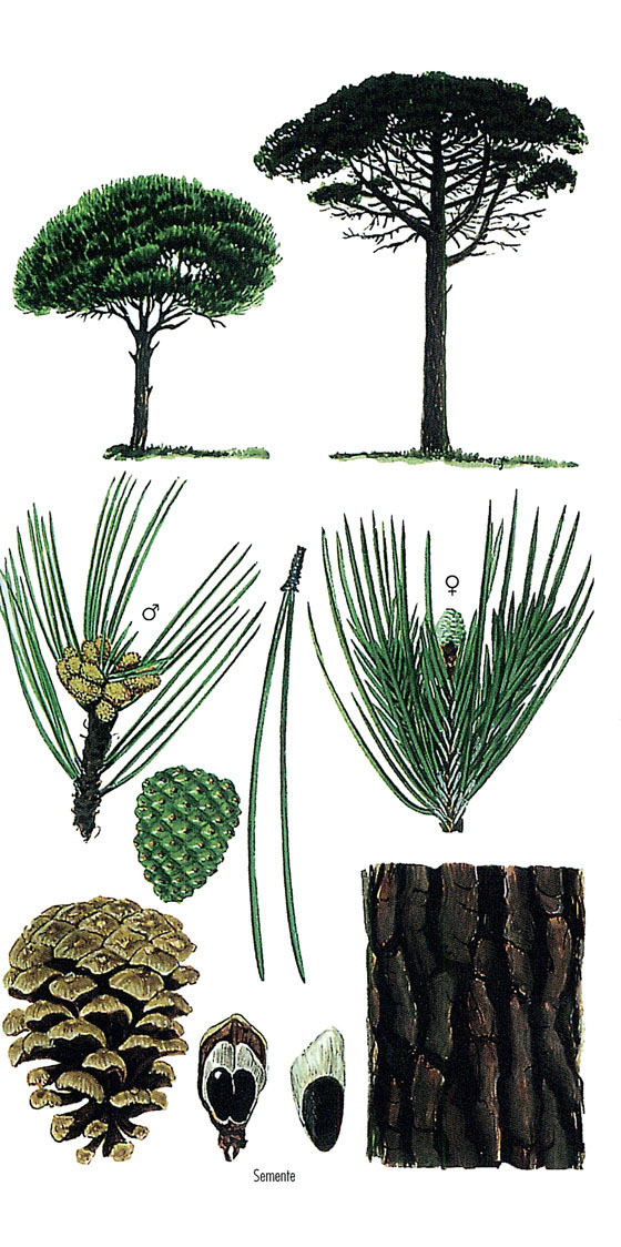imaxe de Pinus pinea