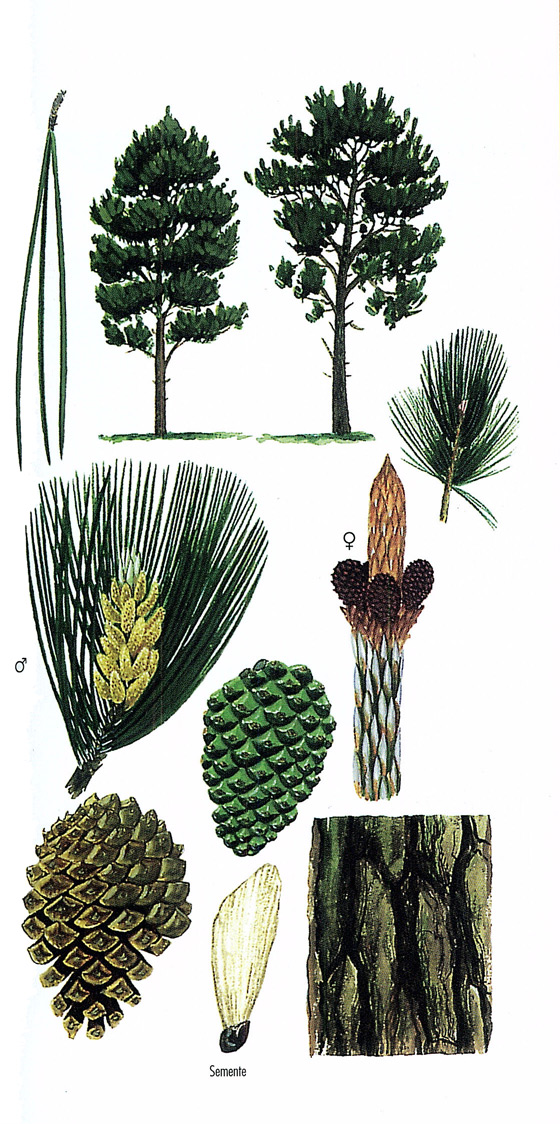 imaxe de Pinus radiata