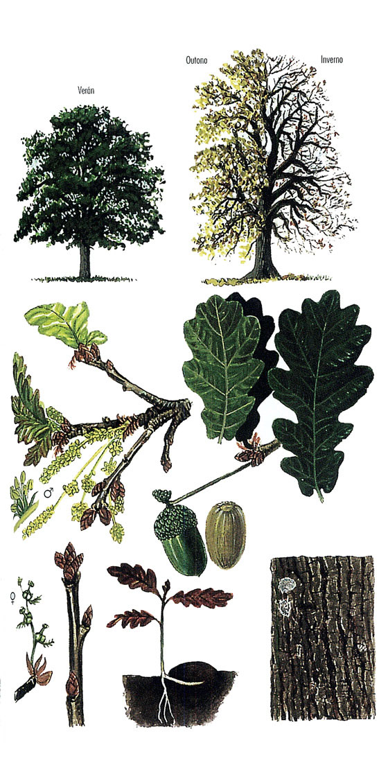 imaxe de Quercus robur
