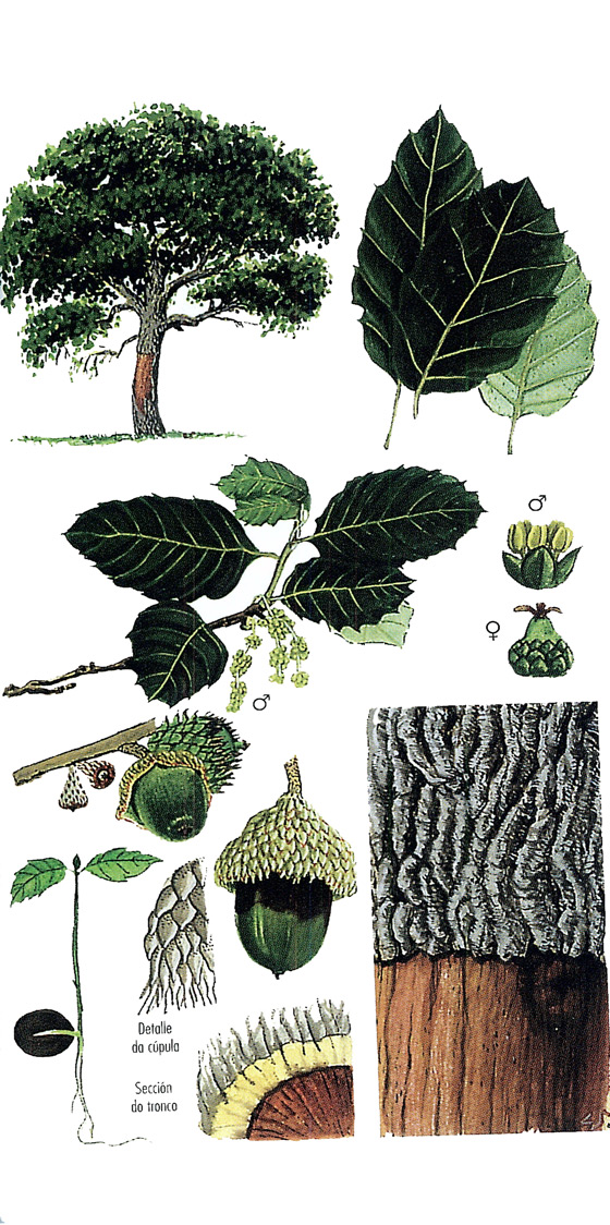 imaxe de Quercus suber