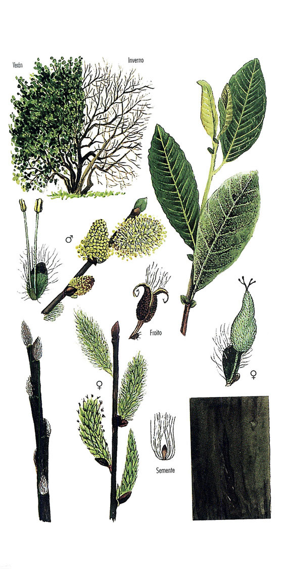imaxe de Salix atrocinerea