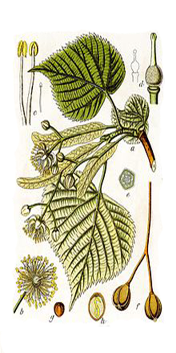 imaxe de Tilia platyphyllos